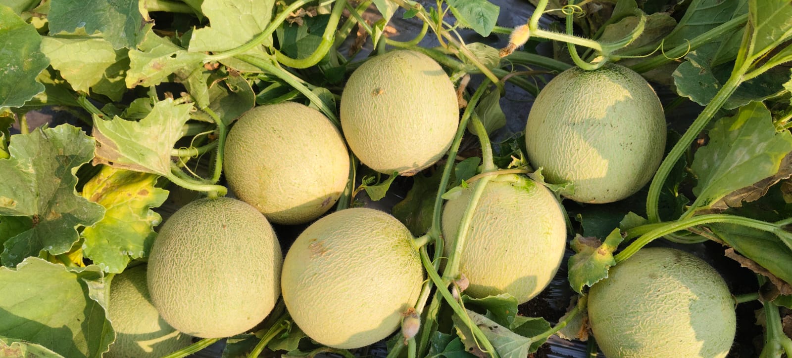 बॉबी खरबूज